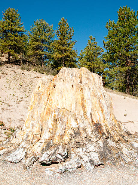 petrified stump  fossil site stock pictures, royalty-free photos & images