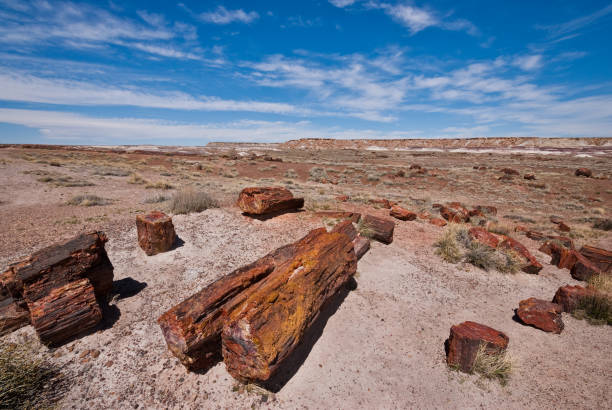 Petrified Logs at Rainbow Forest Petrified wood is formed when dead trees are buried by layers of sediment. The logs soak up groundwater and silica from volcanic ash and over time are crystallized into quartz. Different minerals create the colors seen in the logs. These petrified logs are at the Rainbow Forest in Petrified Forest National Park near Holbrook, Arizona, USA. jeff goulden rainbow stock pictures, royalty-free photos & images