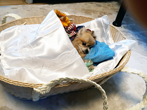 Pet's funeral living like a family
