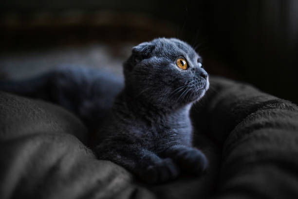 Pets Love, Scottishfold And Gray Cat  scottish fold cat stock pictures, royalty-free photos & images