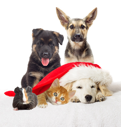 Pets Stock Photo - Download Image Now - iStock