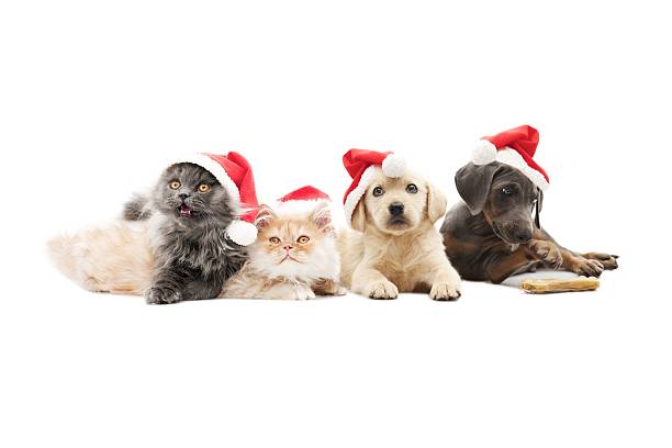 pets santa claus - christmas cat stockfoto's en -beelden
