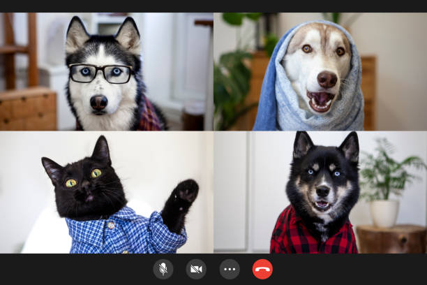 Pets video conference stock photo