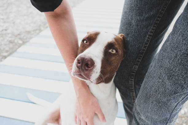 Petting a friendly homeless dog. stock photo