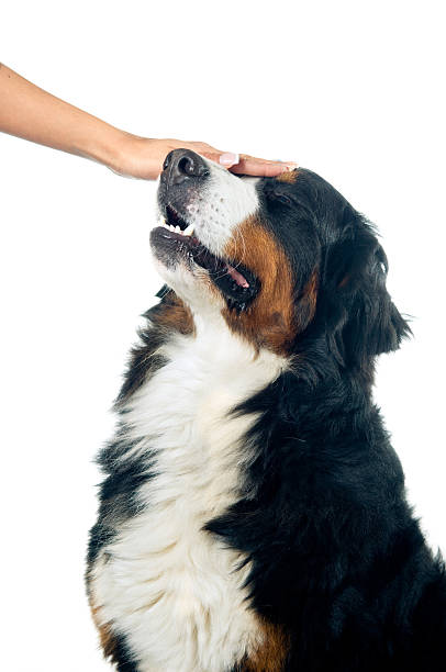 Petting the dog stock photo