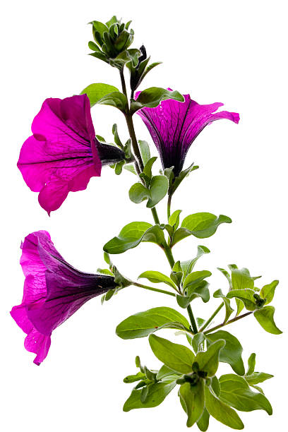 Best Petunia Silhouettes Stock Photos, Pictures & Royalty-Free Images ...