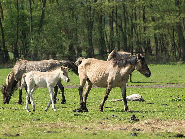 pferd10 pferdeherde pferd stock pictures, royalty-free photos & images
