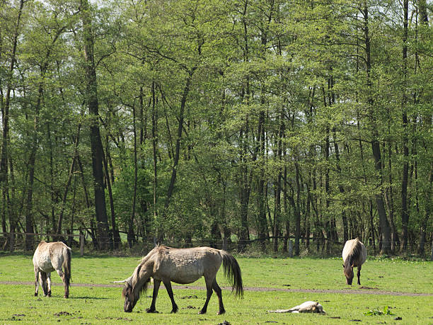 pferd11 pferde pferd stock pictures, royalty-free photos & images