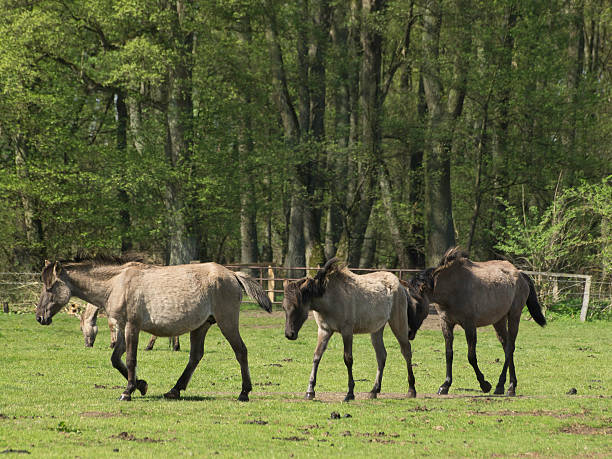 pferd8 pferde pferd stock pictures, royalty-free photos & images