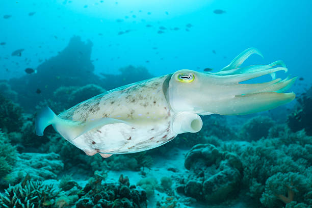 Pharaoh Cuttlefish exposing his hyponome, Moyo Island, Sumbawa, Indonesia stock photo