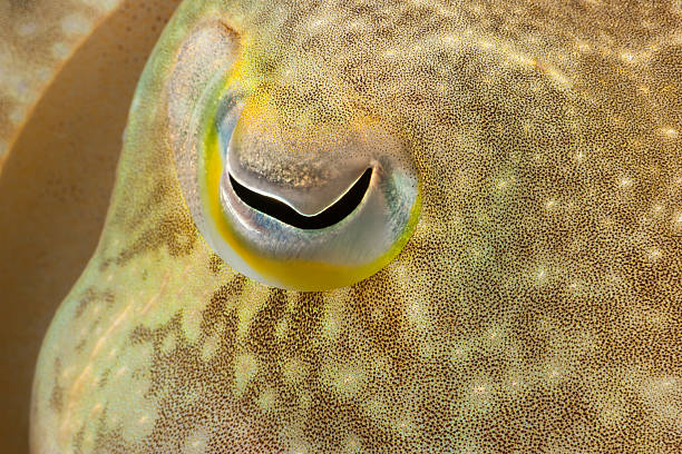 Pharaoh Cuttlefish Sepia pharaonis, his Right Eye, North Sulawesi, Indonesia stock photo