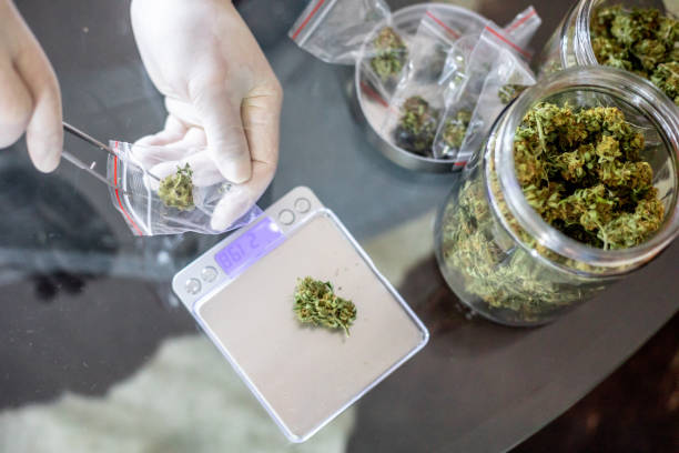 apotheker met een gewicht van cannabis knoppen en het voorbereiden van pakketten - marihuana gedroogde cannabis stockfoto's en -beelden