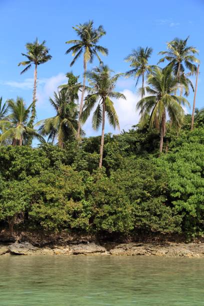 菲律賓棕櫚樹 - snake island 個照片及圖片檔