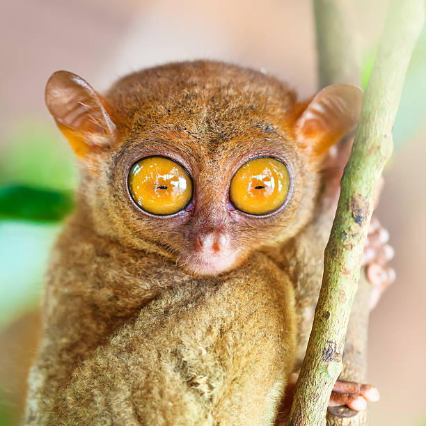 Phillipine tarsier stock photo