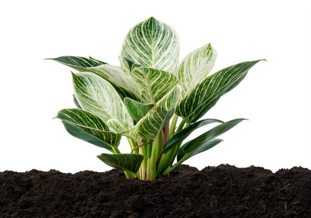 Philodendron Birkin plant in soil ground isolated on white background with clipping path Philodendron Birkin plant in soil ground isolated on white background with clipping path Philodendron Birkin stock pictures, royalty-free photos & images