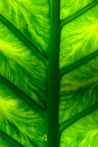 Philodendron giganteum Schott leaf stock photo
