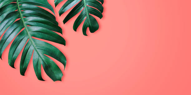 Philodendron tropical leaves on coral color background minimal summer Philodendron tropical leaves on coral color background minimal summer houseplant photos stock pictures, royalty-free photos & images