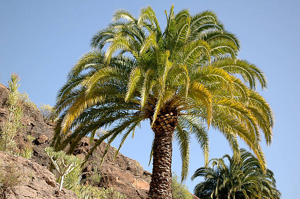 Phoenix Canariensis (Canary Palm) A shot of a beautiful specimen of Phoenix Canariensis phoenix canariensis stock pictures, royalty-free photos & images