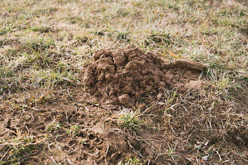 Photo of a nest of a mole hillock from the ground.