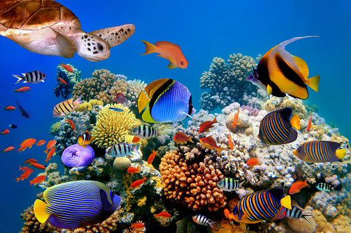 Photo Of A Tropical Fish And Turtle Stock Photo - Download Image Now ...