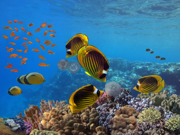 Photo of a tropical Fish on a coral reef stock photo