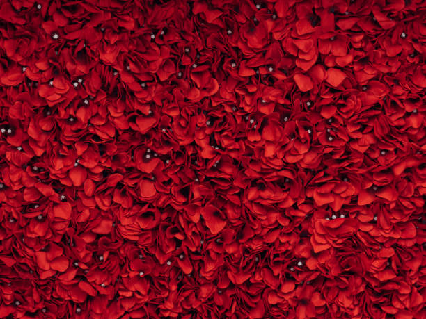 Photo of floral wall Photo of floral wall bed of roses stock pictures, royalty-free photos & images