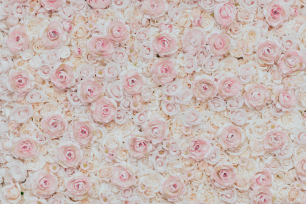 Photo of floral wall Rose - Flower, Spring, Photo of floral wall bed of roses stock pictures, royalty-free photos & images