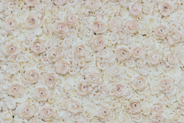 Photo of floral wall Rose - Flower, Spring, Photo of floral wall bed of roses stock pictures, royalty-free photos & images