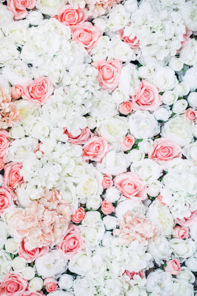 Photo of floral wall Photo of floral wall bed of roses stock pictures, royalty-free photos & images