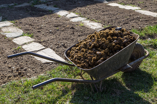 Photo Of Horse Manure On Garden Stock Photo Download Image Now