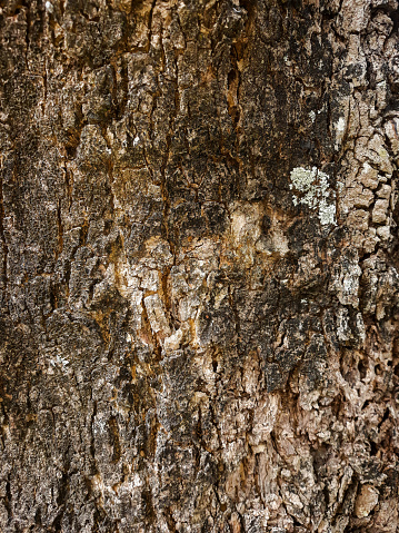 Photo of the beautiful outer wood bark texture