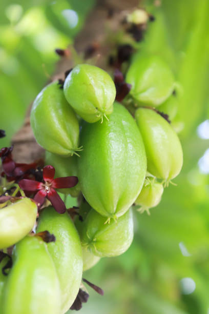 foto tanaman buah bintang di indonesia yang disebut wuluh starfruit dengan latar belakang bokeh - belimbing sayur potret stok, foto, & gambar bebas royalti