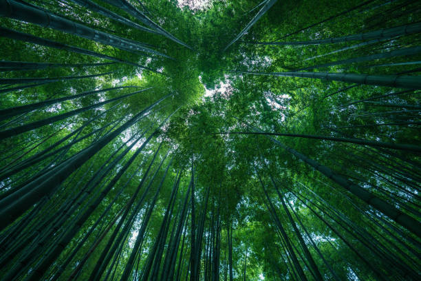 фотография парка бамбукового леса - японский сад камней стоковые фото и изображения