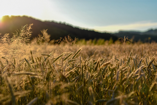 Photographing a sunset through the growing grass on agricultural land