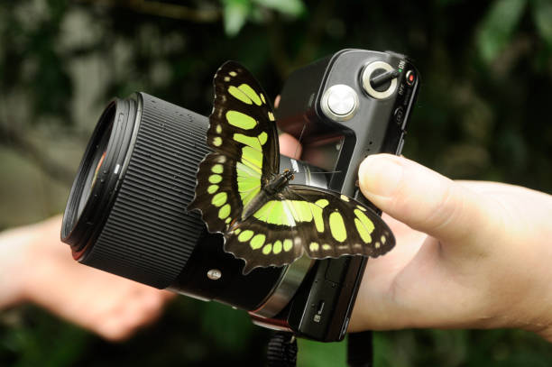 Photographing butterfly on camera stock photo