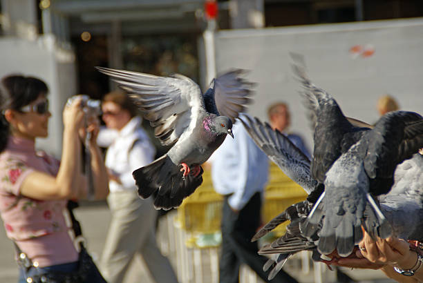 Photographing Pigeons stock photo