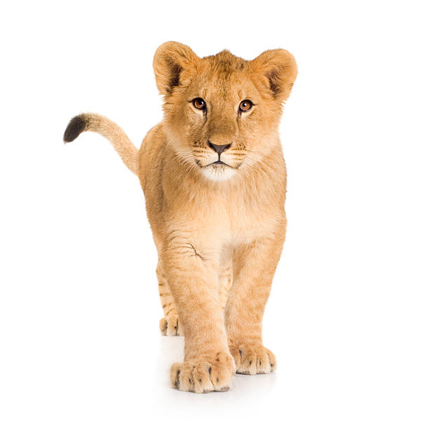 Free 333 Silhouette Lion Cub Svg SVG PNG EPS DXF File