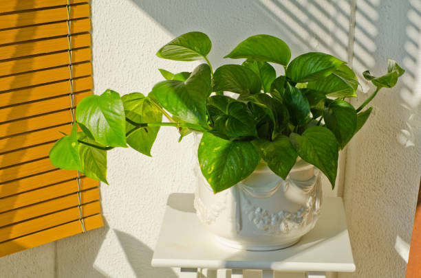 Phototropism. Houseplant growing towards sunlight Phototropism. Houseplant growing towards sunlight on a terrace. Selective focus. phototropism stock pictures, royalty-free photos & images