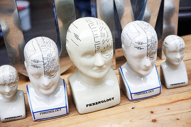 Phrenology heads at an antiques market stock photo