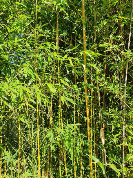 Phyllostachys Aurea bamboo stock photo