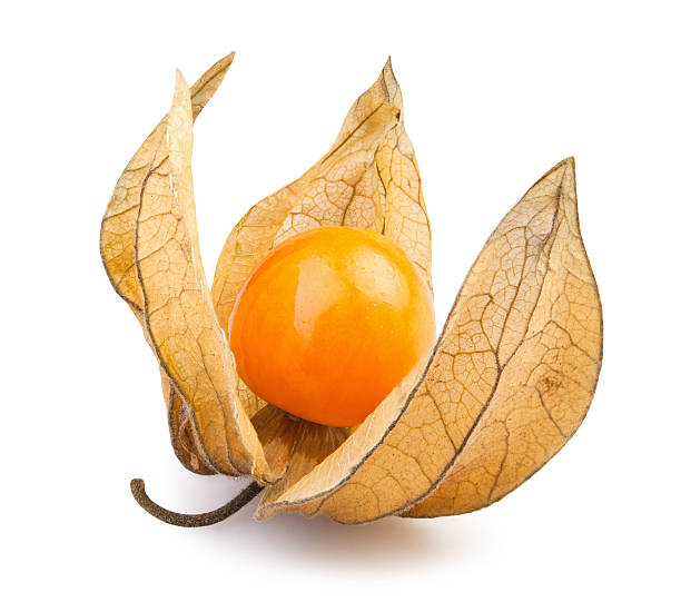 physalis one physalis one on white background chinese lantern stock pictures, royalty-free photos & images