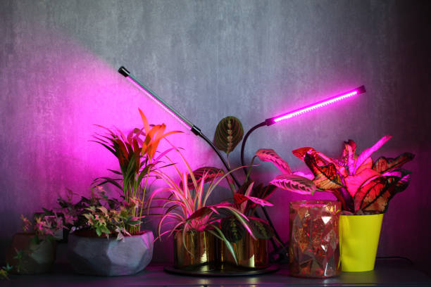 phytolamps illuminate potted plants on a shelf in a room stock photo