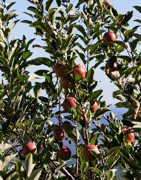 Picking Apples on Carter's Mountain stock photo