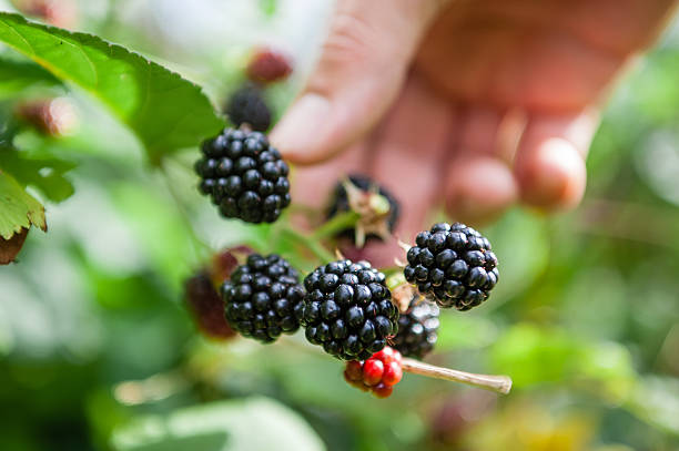 Picking blackberries Close up male hand picking blackberries in the forest. ripe stock pictures, royalty-free photos & images