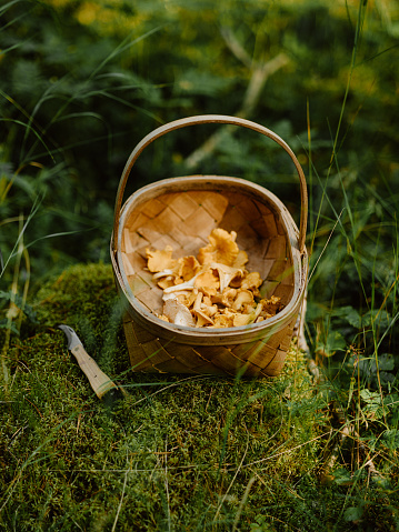Picking mushrooms chanterelle in the woods\nPhoto taken outdoors in atumn in forest