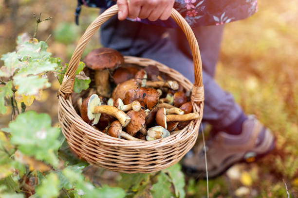 Picking mushrooms in the woods Picking mushrooms in the woods fungus stock pictures, royalty-free photos & images