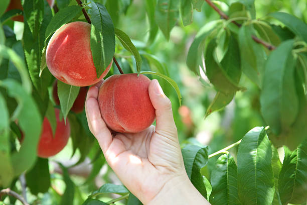 Picking Peaches - close-up of hand and peaches Woman´s hand picking peaches at a pick-your-own-harvest farm. peach tree stock pictures, royalty-free photos & images