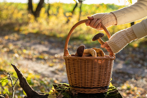 Wicker basket full of harvested mushrooms. Female hands in knitted glove putting mushroom into basket