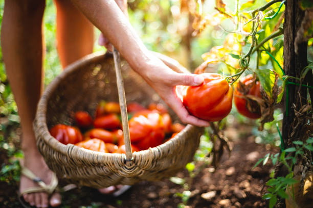 Picking Tomatoes In Wooden Basket stock photo