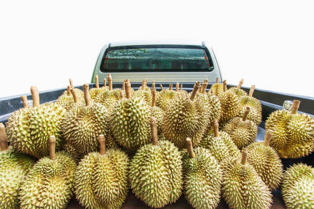 Pickup truck full of fresh durians. stock photo